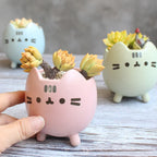 Maceta Miau 🐱🌱