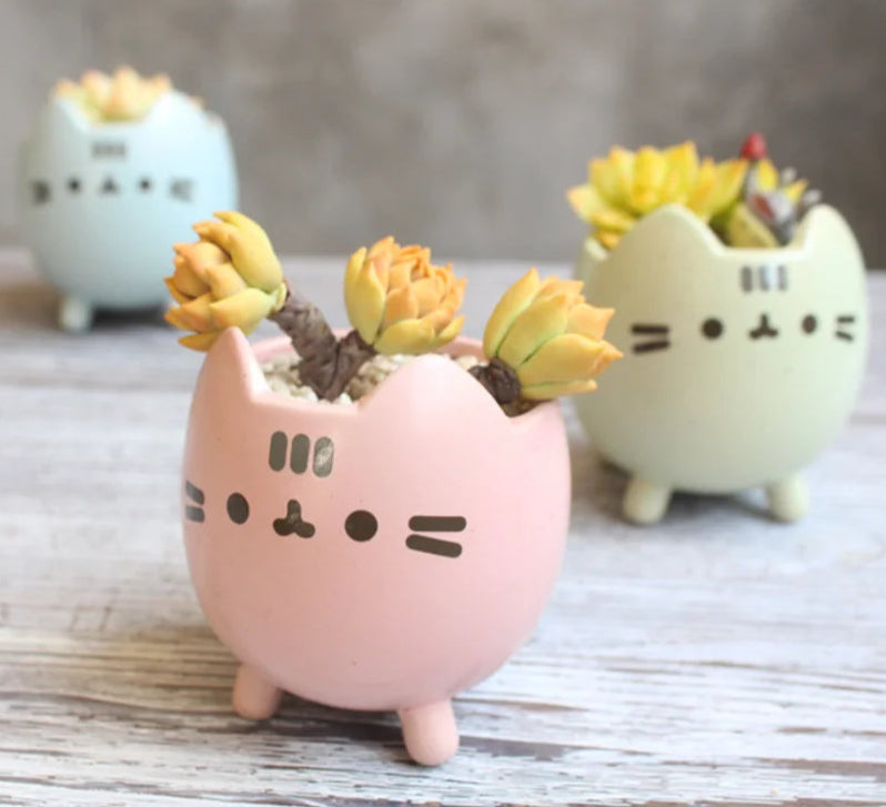 Maceta Miau 🐱🌱